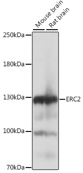 ERC2 Polyclonal Antibody