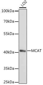MCAT Polyclonal Antibody