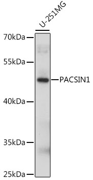 PACSIN1 Polyclonal Antibody