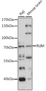 RLIM Polyclonal Antibody