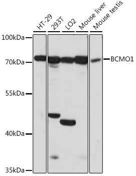 BCMO1 Polyclonal Antibody