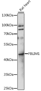 FBLIM1 Polyclonal Antibody
