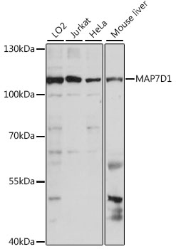 MAP7D1 Polyclonal Antibody