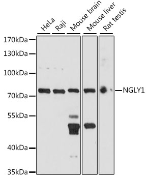 NGLY1 Polyclonal Antibody