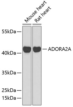 ADORA2A antibody