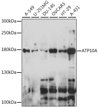ATP10A Polyclonal Antibody
