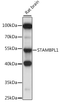 STAMBPL1 Polyclonal Antibody