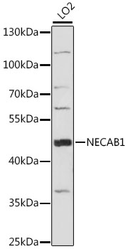 NECAB1 Polyclonal Antibody