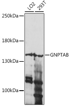 GNPTAB Polyclonal Antibody
