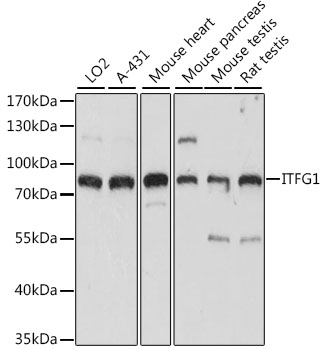 ITFG1 Polyclonal Antibody