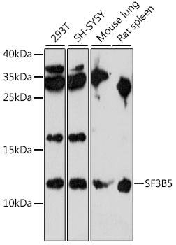 SF3B5 Polyclonal Antibody