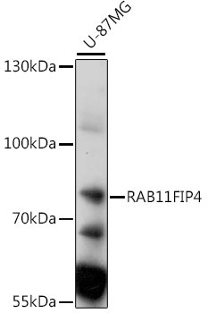 RAB11FIP4 Polyclonal Antibody