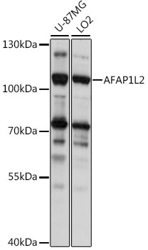AFAP1L2 Polyclonal Antibody