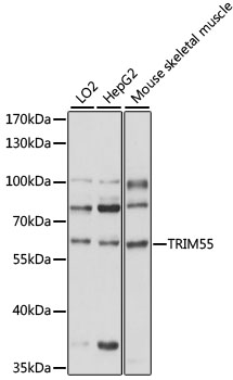 TRIM55 Polyclonal Antibody