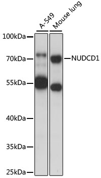 NUDCD1 Polyclonal Antibody