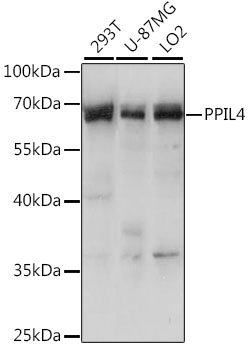 PPIL4 Polyclonal Antibody