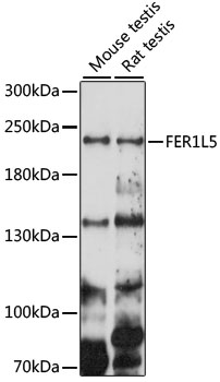 FER1L5 Polyclonal Antibody