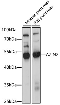 AZIN2 Polyclonal Antibody