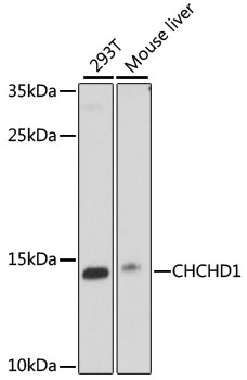 CHCHD1 Polyclonal Antibody