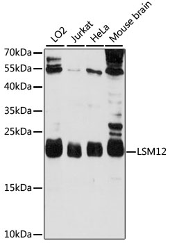 LSM12 Polyclonal Antibody