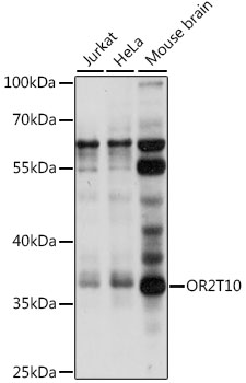 OR2T10 Polyclonal Antibody