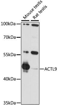 ACTL9 Polyclonal Antibody
