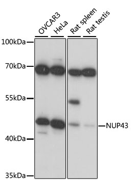 NUP43 Polyclonal Antibody