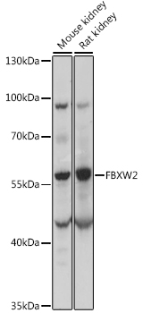 FBXW2 Polyclonal Antibody