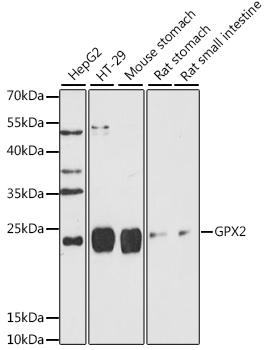 GPX2 Polyclonal Antibody