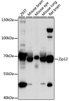 Zip12 Polyclonal Antibody
