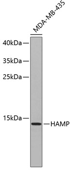 HAMP antibody