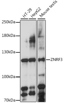 ZNRF3 Polyclonal Antibody