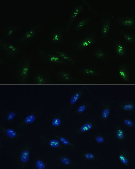 HNF4G Polyclonal Antibody
