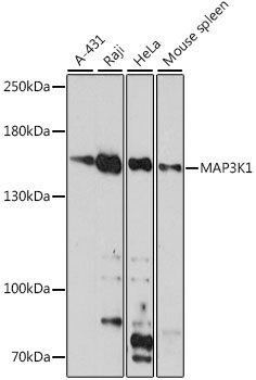 MAP3K1 Polyclonal Antibody