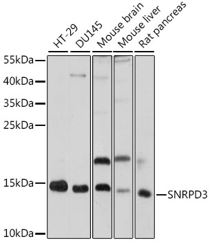 SNRPD3 Polyclonal Antibody