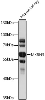 MKRN3 Polyclonal Antibody