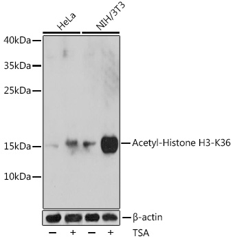 Acetyl-Histone H3-K36 pAb