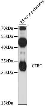 CTRC Polyclonal Antibody