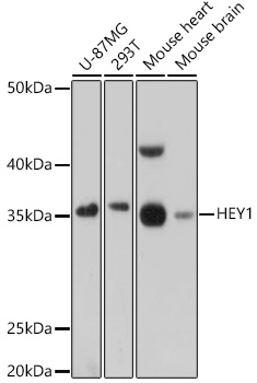 HEY1 Polyclonal Antibody