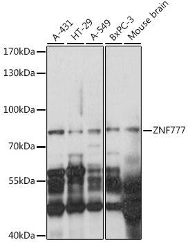 ZNF777 Polyclonal Antibody