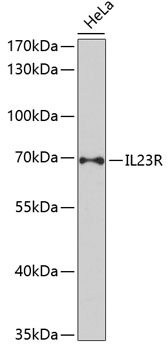 IL23R Antibody