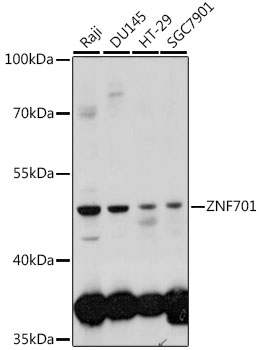 ZNF701 Polyclonal Antibody