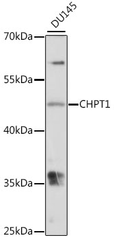 CHPT1 Polyclonal Antibody