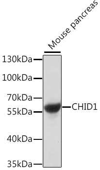 CHID1 Polyclonal Antibody