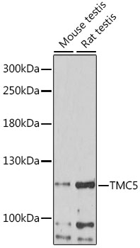 TMC5 Polyclonal Antibody