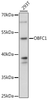 OBFC1 Polyclonal Antibody