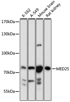 MED25 Polyclonal Antibody