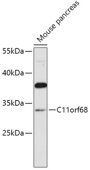 C11orf68 Polyclonal Antibody