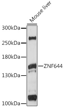 ZNF644 Polyclonal Antibody