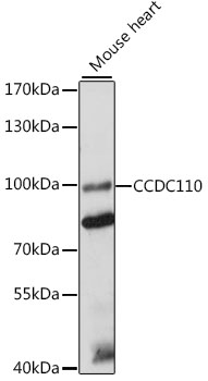 CCDC110 Polyclonal Antibody